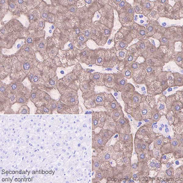 Immunohistochemistry (Formalin/PFA-fixed paraffin-embedded sections) - Anti-Asialoglycoprotein Receptor 1/HL-1 antibody [EPR22639-68] - BSA and Azide free (AB256352)