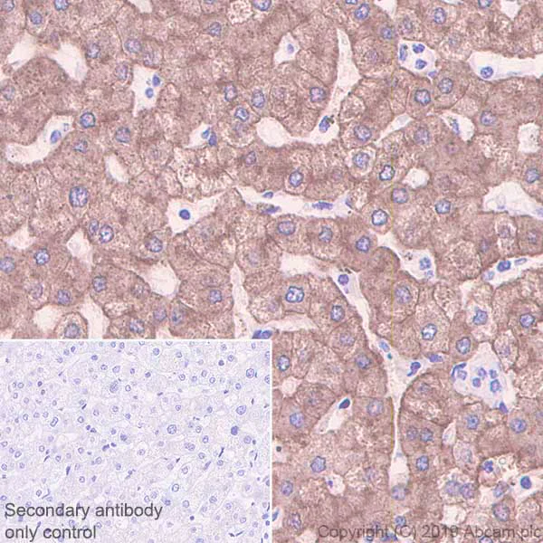 Immunohistochemistry (Formalin/PFA-fixed paraffin-embedded sections) - Anti-Asialoglycoprotein Receptor 1/HL-1 antibody [EPR22639-68] - BSA and Azide free (AB256352)