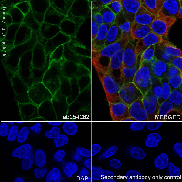 Immunocytochemistry/ Immunofluorescence - Anti-Asialoglycoprotein Receptor 1/HL-1 antibody [EPR22642-17] (AB254262)