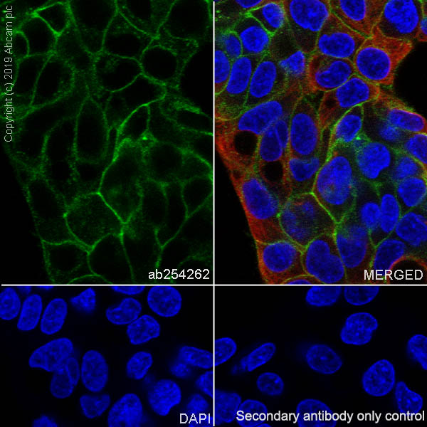 Immunocytochemistry/ Immunofluorescence - Anti-Asialoglycoprotein Receptor 1/HL-1 antibody [EPR22642-17] - BSA and Azide free (AB256509), expandable thumbnail