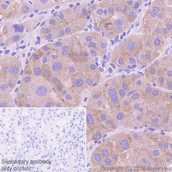 Immunohistochemistry (Formalin/PFA-fixed paraffin-embedded sections) - Anti-Asialoglycoprotein Receptor 1/HL-1 antibody [EPR22642-17] - BSA and Azide free (AB256509), expandable thumbnail