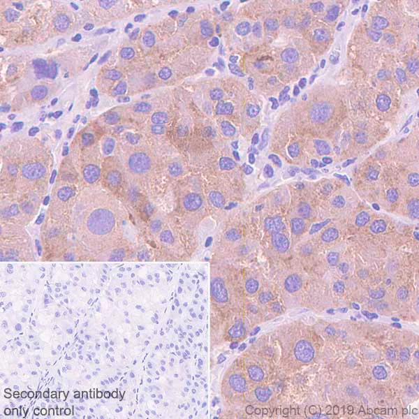 Immunohistochemistry (Formalin/PFA-fixed paraffin-embedded sections) - Anti-Asialoglycoprotein Receptor 1/HL-1 antibody [EPR22642-17] - BSA and Azide free (AB256509)