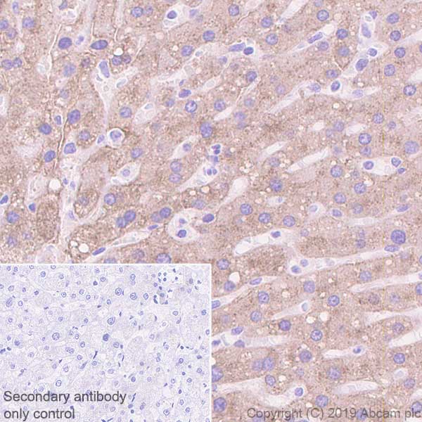 Immunohistochemistry (Formalin/PFA-fixed paraffin-embedded sections) - Anti-Asialoglycoprotein Receptor 1/HL-1 antibody [EPR22642-17] - BSA and Azide free (AB256509), expandable thumbnail