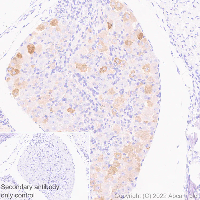Immunohistochemistry (Formalin/PFA-fixed paraffin-embedded sections) - Anti-ASIC1 antibody [EPR25411-161] (AB300563)