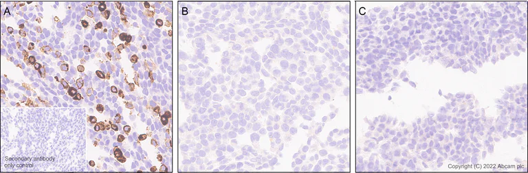 Immunohistochemistry (Formalin/PFA-fixed paraffin-embedded sections) - Anti-ASIC1 antibody [EPR25411-161] (BSA and Azide free) (AB300564)