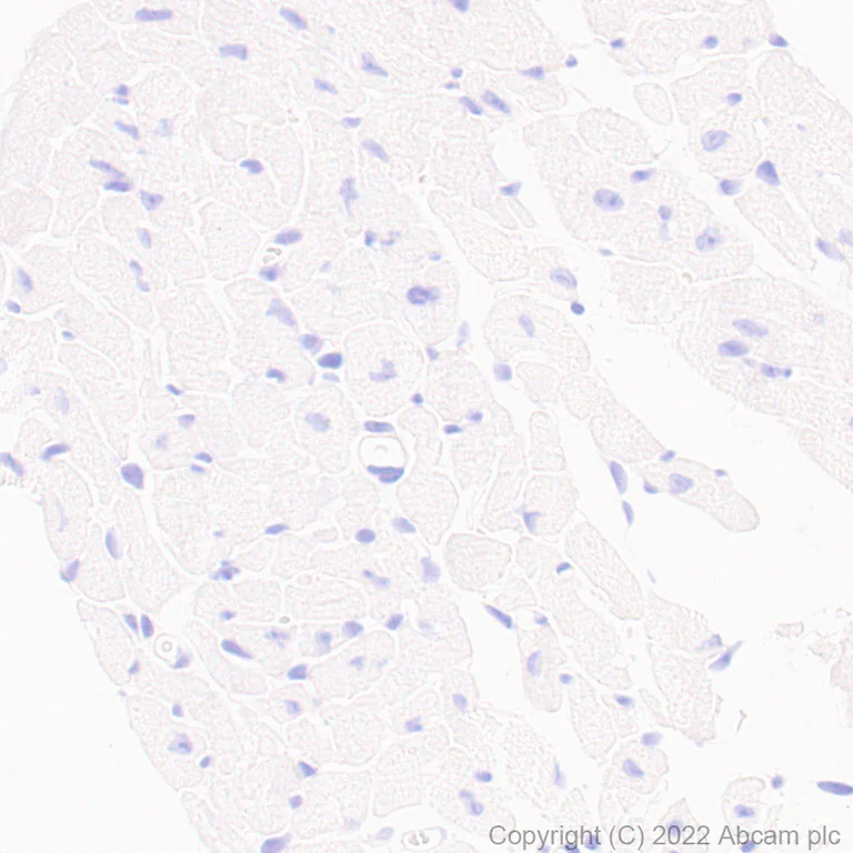 Immunohistochemistry (Formalin/PFA-fixed paraffin-embedded sections) - Anti-ASIC1 antibody [EPR25411-161] (BSA and Azide free) (AB300564)
