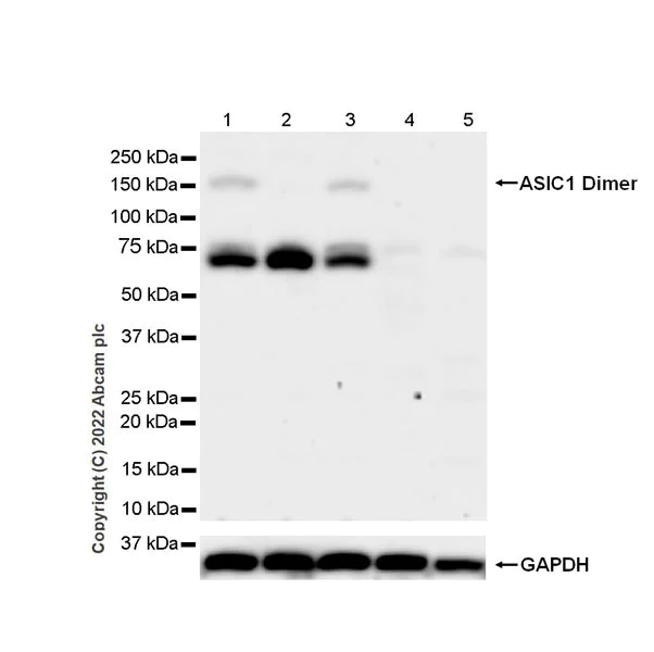 Western blot - Anti-ASIC1 antibody [EPR25411-161] (BSA and Azide free) (AB300564)