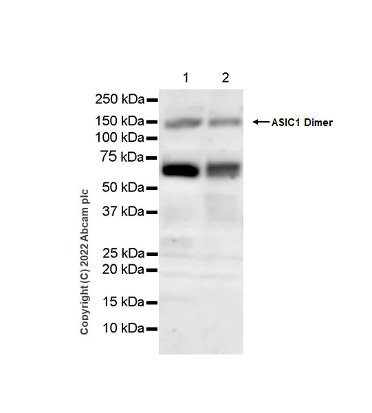 Western blot - Anti-ASIC1 antibody [EPR25411-161] (BSA and Azide free) (AB300564)