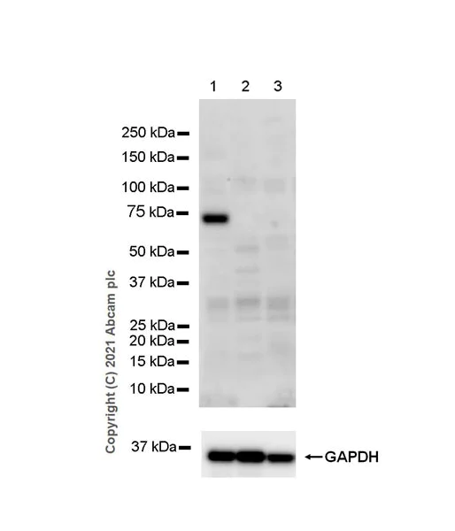 Western blot - Anti-ASIC1 antibody [EPR25411-45] - BSA and Azide free (AB284410)