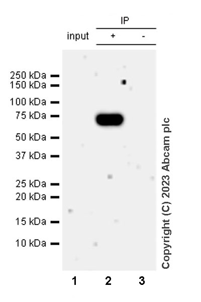 Immunoprecipitation - Anti-ASIC2 antibody [EPR25412-63] - BSA and Azide free (AB315379)