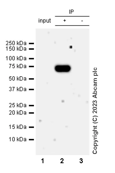 Immunoprecipitation - Anti-ASIC2 antibody [EPR25412-63] - BSA and Azide free (AB315379)
