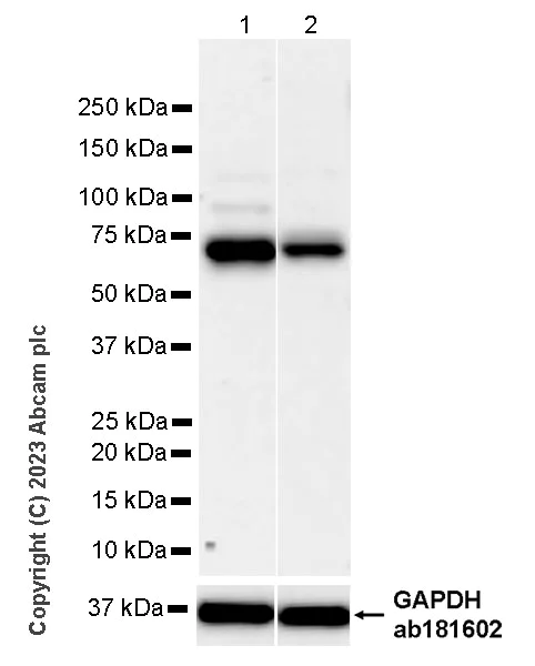 Western blot - Anti-ASIC2 antibody [EPR25412-63] - BSA and Azide free (AB315379)