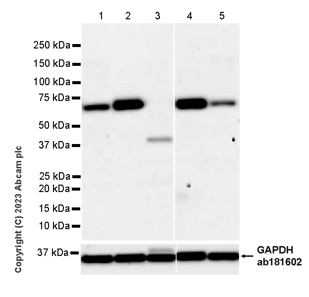 Western blot - Anti-ASIC2 antibody [EPR25412-63] - BSA and Azide free (AB315379)