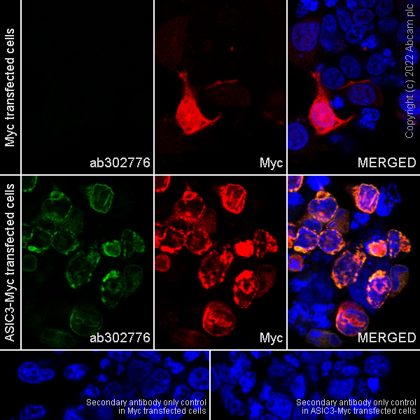 Immunocytochemistry - Anti-ASIC3 antibody [EPR26557-80] (AB302776), expandable thumbnail