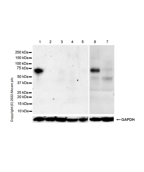 Western blot - Anti-ASIC3 antibody [EPR26557-80] (AB302776)
