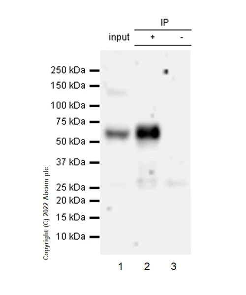 Immunoprecipitation - Anti-ASIC3 antibody [EPR26557-80] - BSA and Azide free (AB302777)