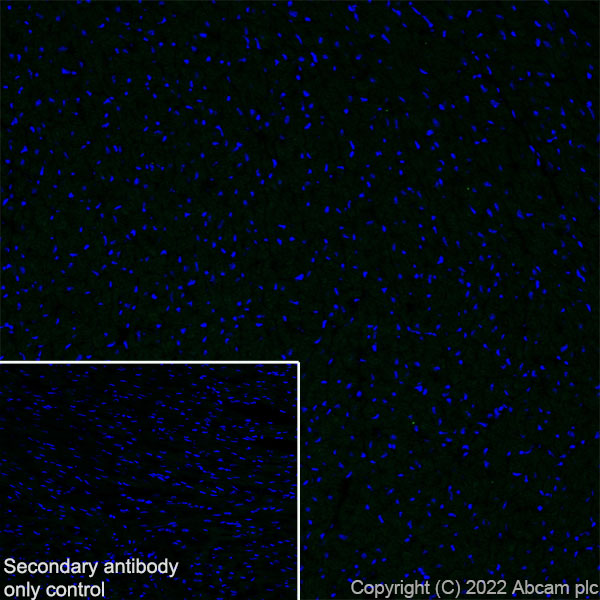 Immunohistochemistry (Frozen sections) - Anti-ASIC3 antibody [EPR26557-87] - BSA and Azide free (AB305244), expandable thumbnail