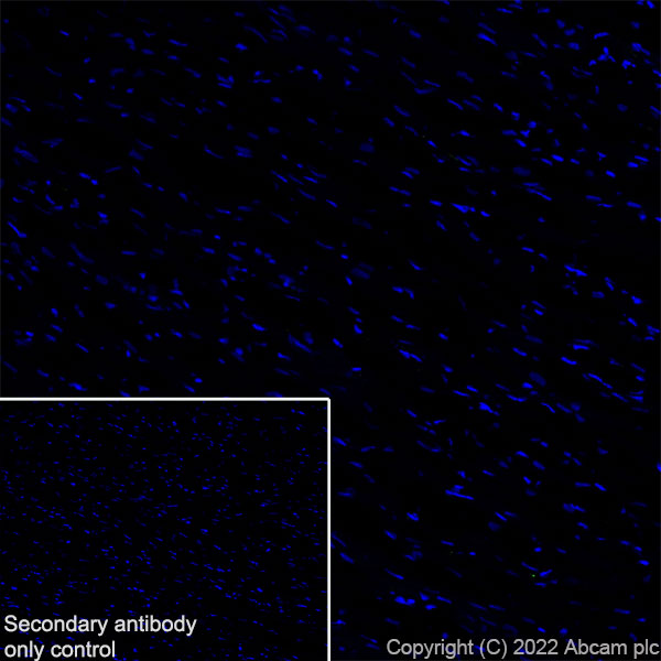 Immunohistochemistry (Frozen sections) - Anti-ASIC3 antibody [EPR26557-87] - BSA and Azide free (AB305244), expandable thumbnail
