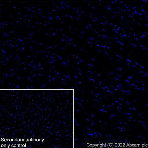 Immunohistochemistry (Frozen sections) - Anti-ASIC3 antibody [EPR26557-87] - BSA and Azide free (AB305244)