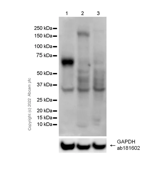 Western blot - Anti-ASIC3 antibody [EPR26557-87] - BSA and Azide free (AB305244)