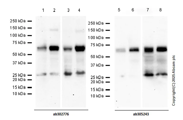 Western blot - Anti-ASIC3 antibody [EPR26557-87] - BSA and Azide free (AB305244)