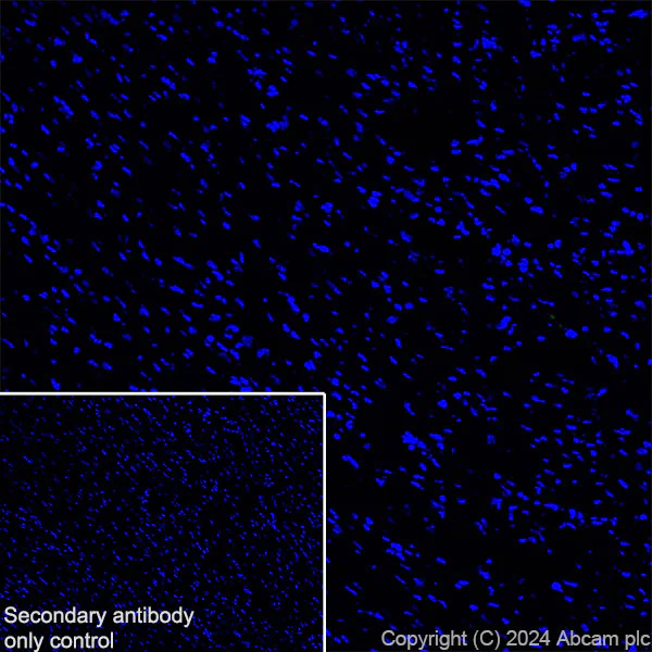 Immunohistochemistry (Frozen sections) - Anti-ASIC3 antibody [RM2049] (AB317460)