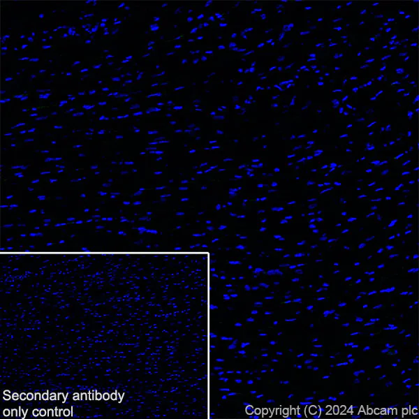 Immunohistochemistry (Frozen sections) - Anti-ASIC3 antibody [RM2049] (AB317460)