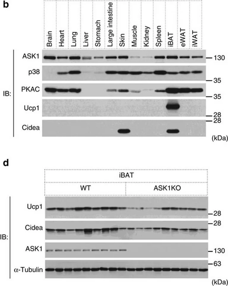 Western blot - Anti-ASK1 antibody [EP553Y] (AB45178)