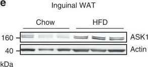 Western blot - Anti-ASK1 antibody [EP553Y] (AB45178)