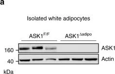 Western blot - Anti-ASK1 antibody [EP553Y] (AB45178)
