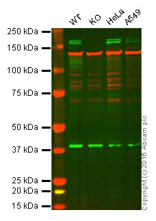 Western blot - Anti-ASK1 antibody [EP553Y] (AB45178)