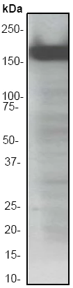 Western blot - Anti-ASK1 antibody [EP553Y] (AB45178)