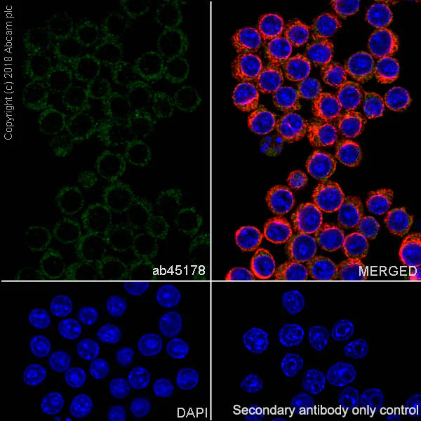 Immunocytochemistry/ Immunofluorescence - Anti-ASK1 antibody [EP553Y] - BSA and Azide free (AB177030)