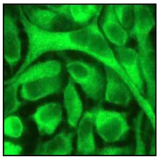 Immunocytochemistry/ Immunofluorescence - Anti-ASK1 antibody [EP553Y] - BSA and Azide free (AB177030)