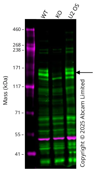 Western blot - Anti-ASK1 antibody [EP553Y] - BSA and Azide free (AB177030)