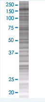 ASK1 overexpression 293T lysate (whole cell)