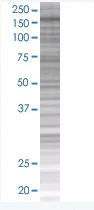 SDS-PAGE - ASK1 overexpression 293T lysate (whole cell) (AB94062)