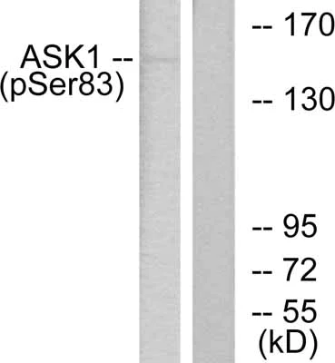 Western blot - Anti-ASK1 (phospho S83) antibody (AB47304)