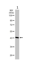 Western blot - Anti-ASMT antibody - C-terminal (AB227919)