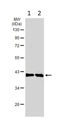 Western blot - Anti-ASMT antibody - C-terminal (AB227919)