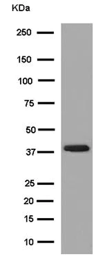 Western blot - Anti-ASMT antibody [EPR12458] - BSA and Azide free (AB236125)
