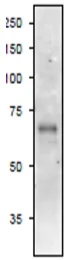 Western blot - Anti-ASN antibody (AB243206)