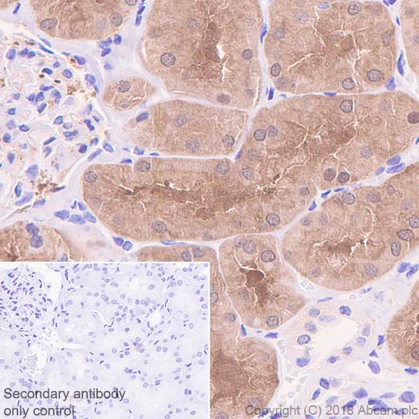 Immunohistochemistry (Formalin/PFA-fixed paraffin-embedded sections) - Anti-ASPA antibody [EPR22072] (AB223269)