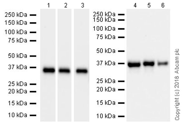 Western blot - Anti-ASPA antibody [EPR22072] (AB223269), expandable thumbnail