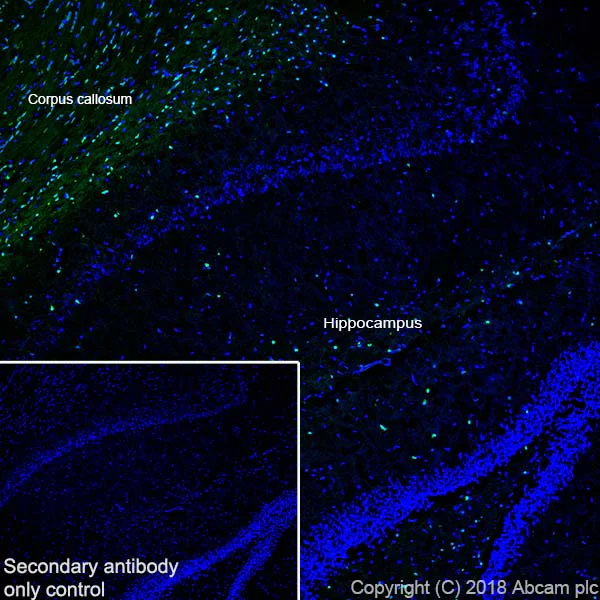 Immunohistochemistry (Frozen sections) - Anti-ASPA antibody [EPR22072] - BSA and Azide free (AB239522)