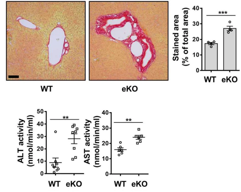 Enzyme activity assay - Aspartate Aminotransferase Activity Assay Kit (AB105135)