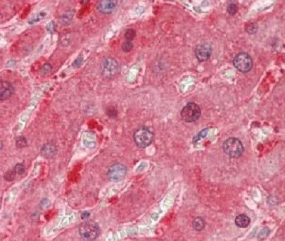 Immunohistochemistry (Formalin/PFA-fixed paraffin-embedded sections) - Anti-Aspartate Aminotransferase antibody (AB230424)