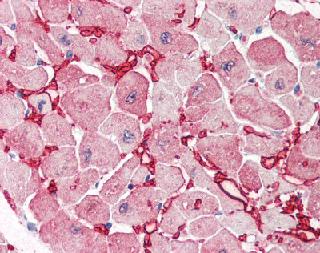 Immunohistochemistry (Formalin/PFA-fixed paraffin-embedded sections) - Anti-Aspartate Aminotransferase antibody (AB85857), expandable thumbnail