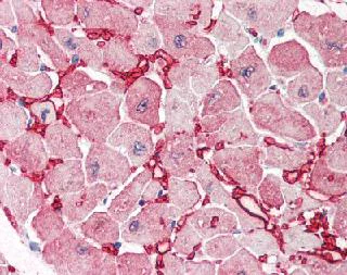 Immunohistochemistry (Formalin/PFA-fixed paraffin-embedded sections) - Anti-Aspartate Aminotransferase antibody (AB85857)