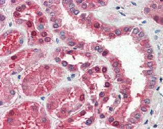 Immunohistochemistry (Formalin/PFA-fixed paraffin-embedded sections) - Anti-Aspartate Aminotransferase antibody (AB85857)